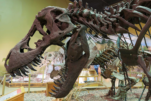 Three Places to Hunt for Dinosaurs in the Mountain West