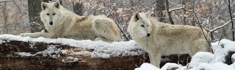 Wolves viewed from a distance at Lakota Wolf Preserve