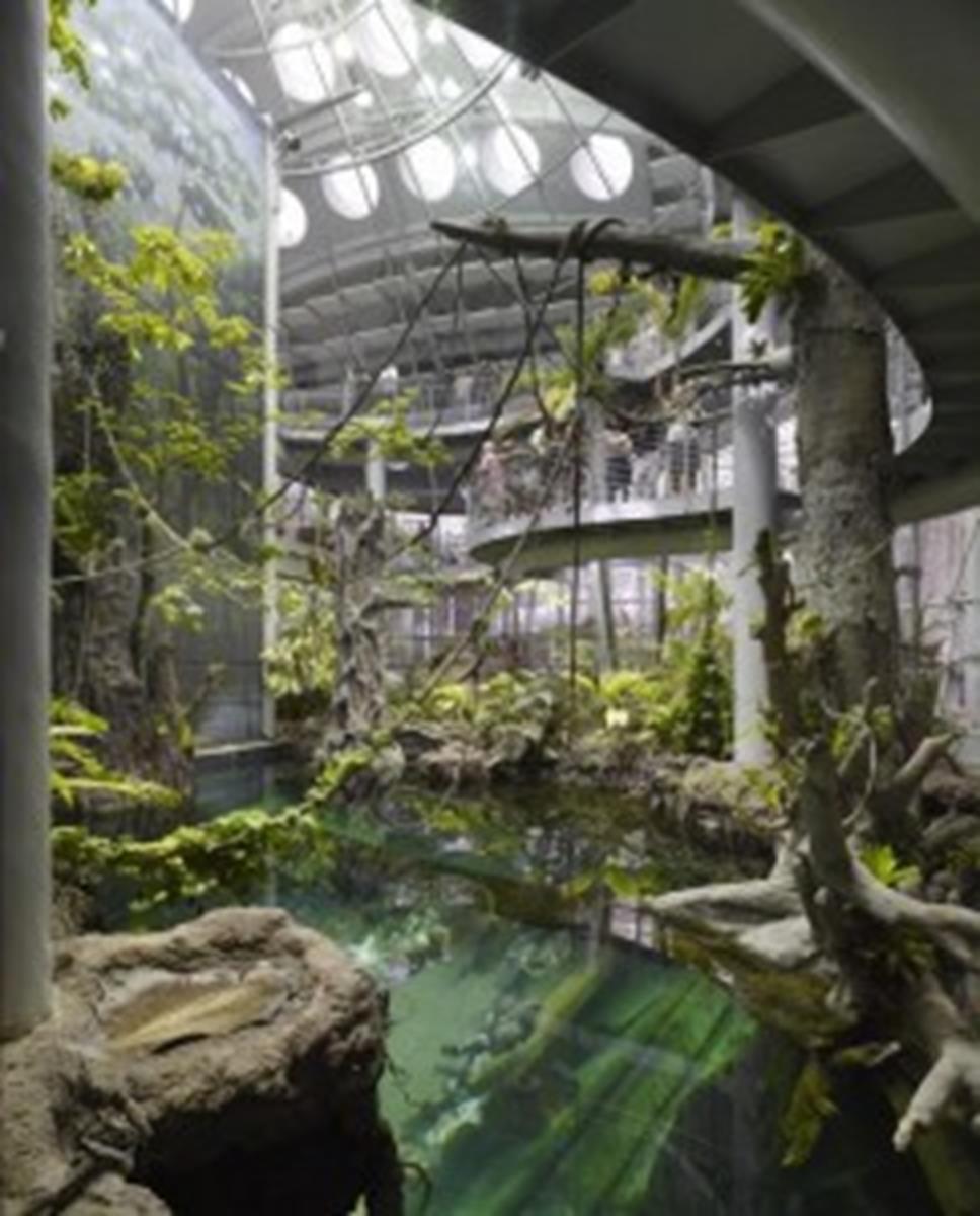 California Academy of Sciences Rainforest Exhibit