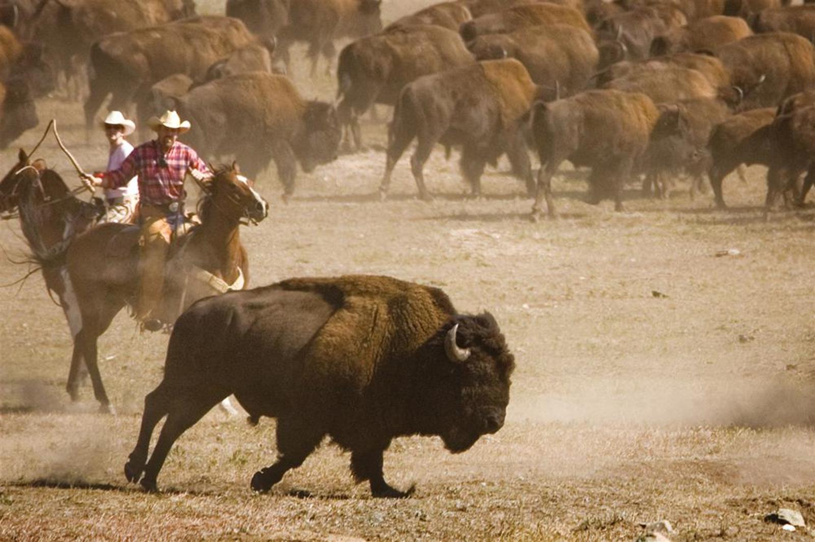 Толпа бизонов. Custer State Park Buffalo Roundup. Стадо бизонов бежит. Стадо буйволов. Стадо буйволов бежит.