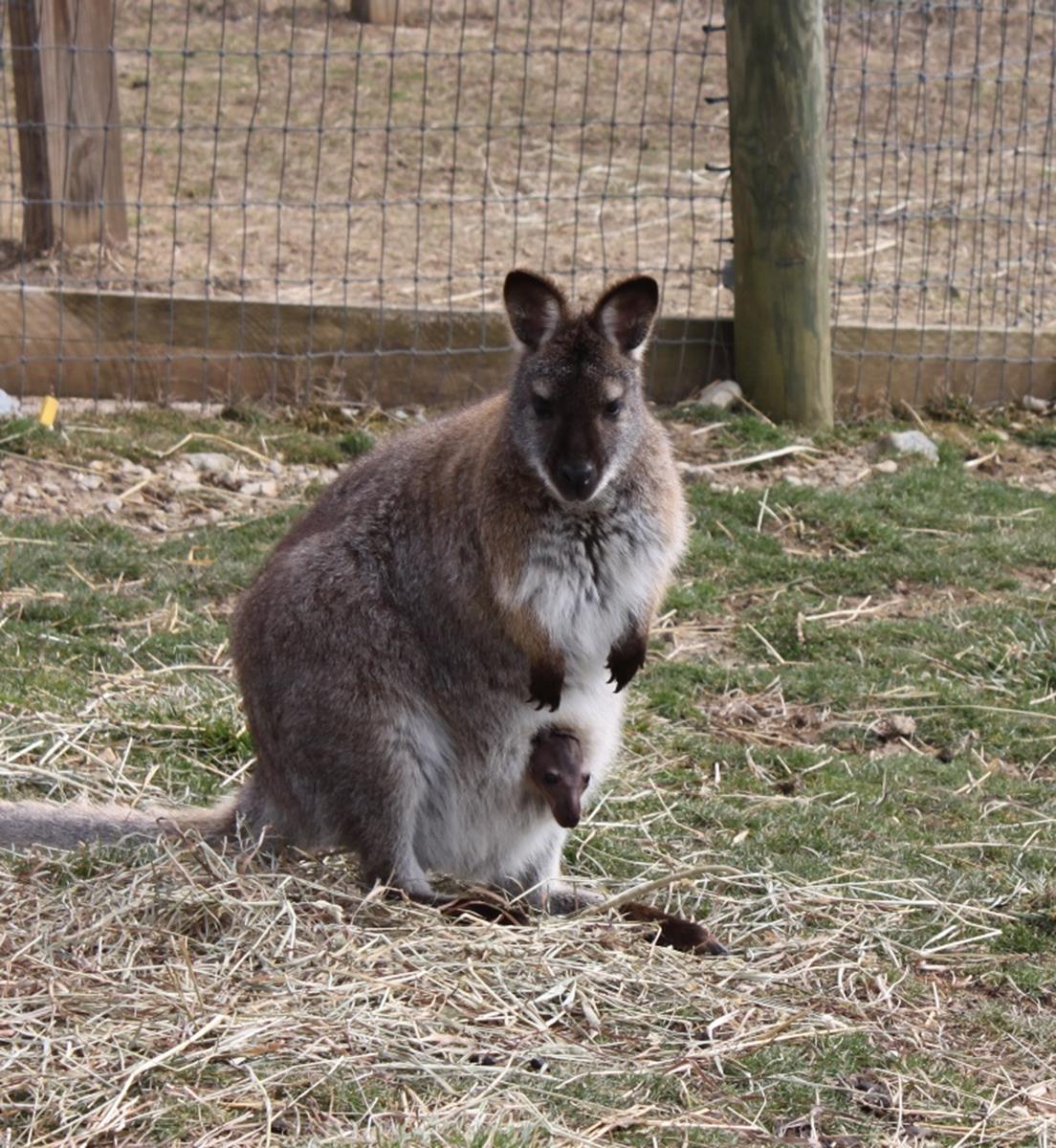 Horsefeathers Farm wallaby in pouch. Credit: Visit Clinton County