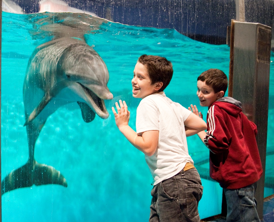 Indianapolis Zoo dolphin show Photo courtesy of VisitIndy.com.