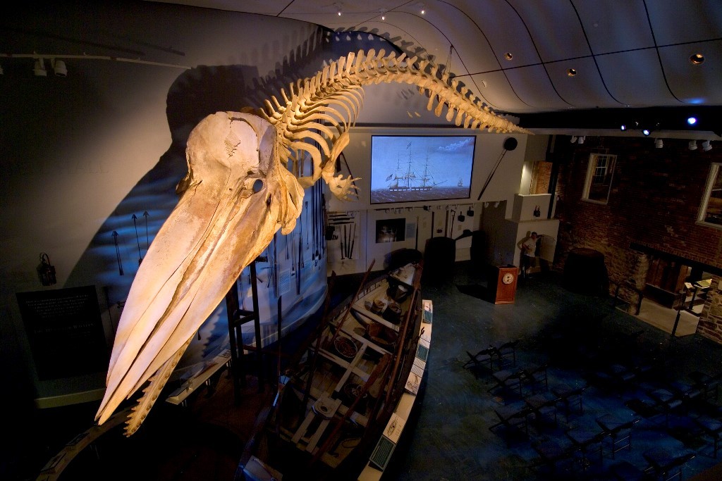 Nantucket Whaling Museum sperm whale skeleton. Credit: Nantucket Whaling Museum