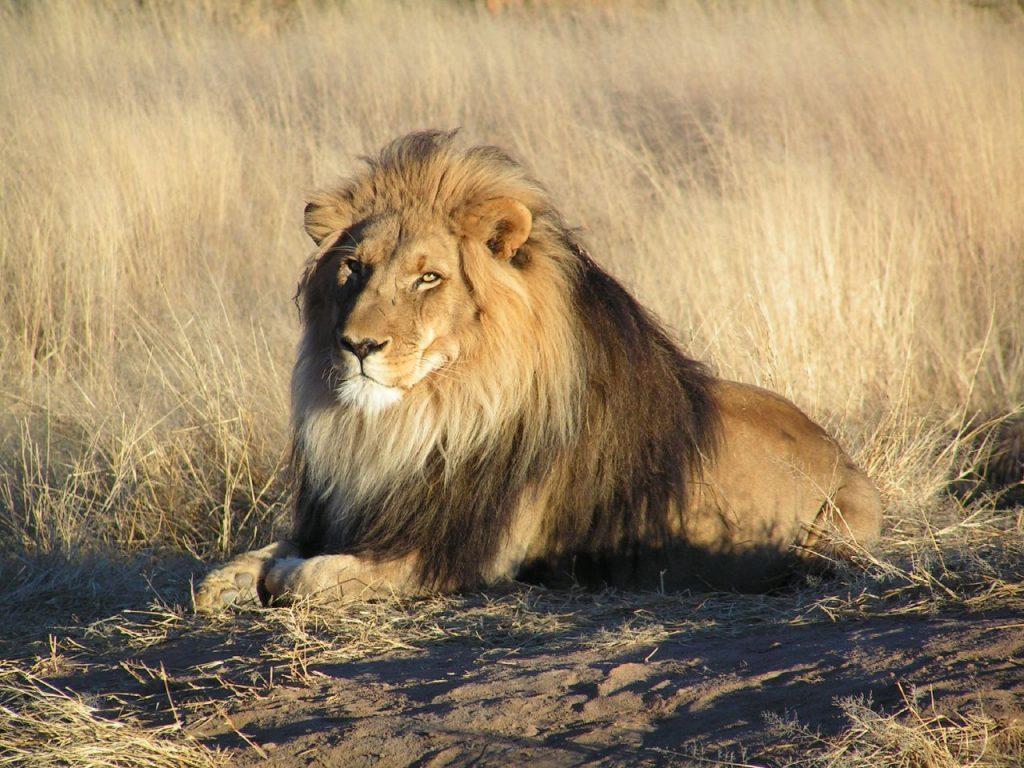 south-african-lion-1024x768
