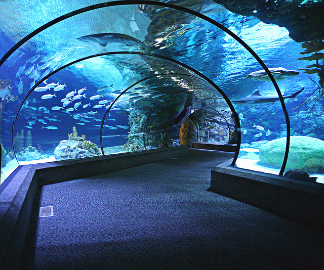 Omaha’s Henry Doorly Zoo and Aquarium #1