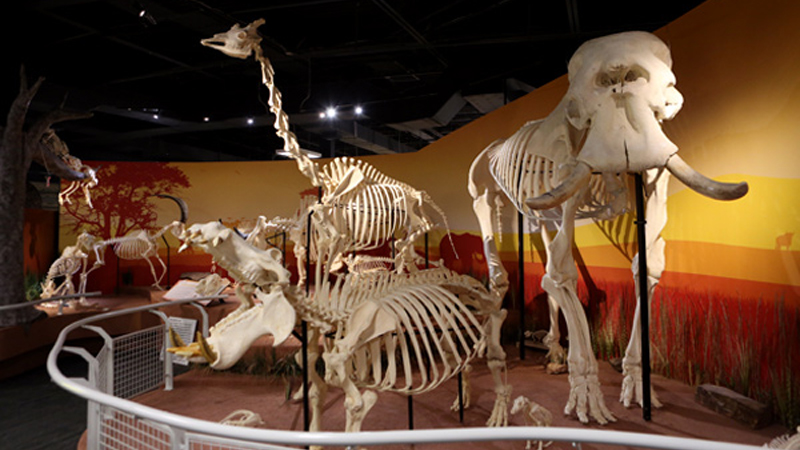 SKELETONS: Museum of Osteology