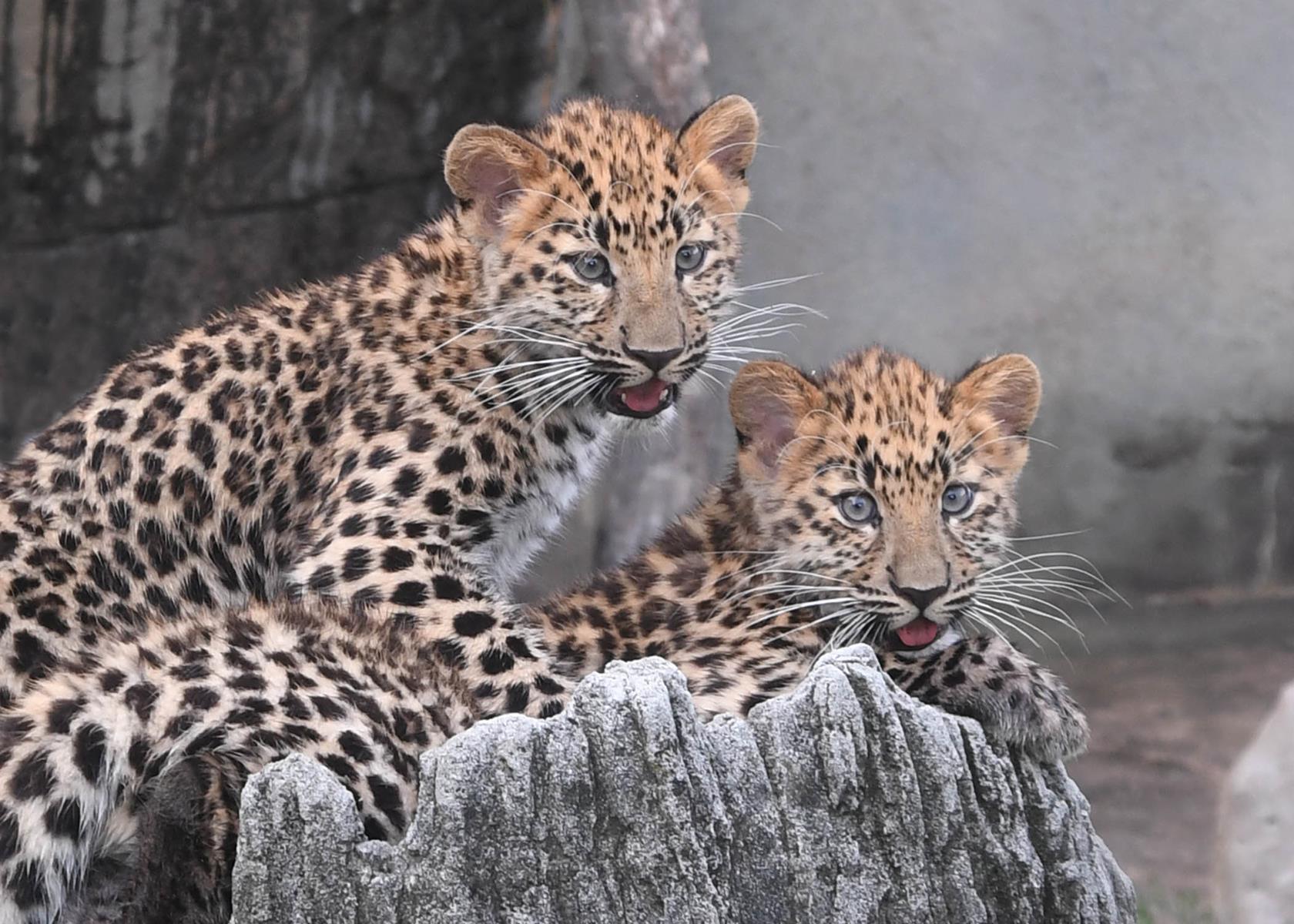 2120: Amur leopard cubs born in April 2018 can be seen in their outdoor habitat at Brookfield Zoo. Photo: Chicago Zoological Society.