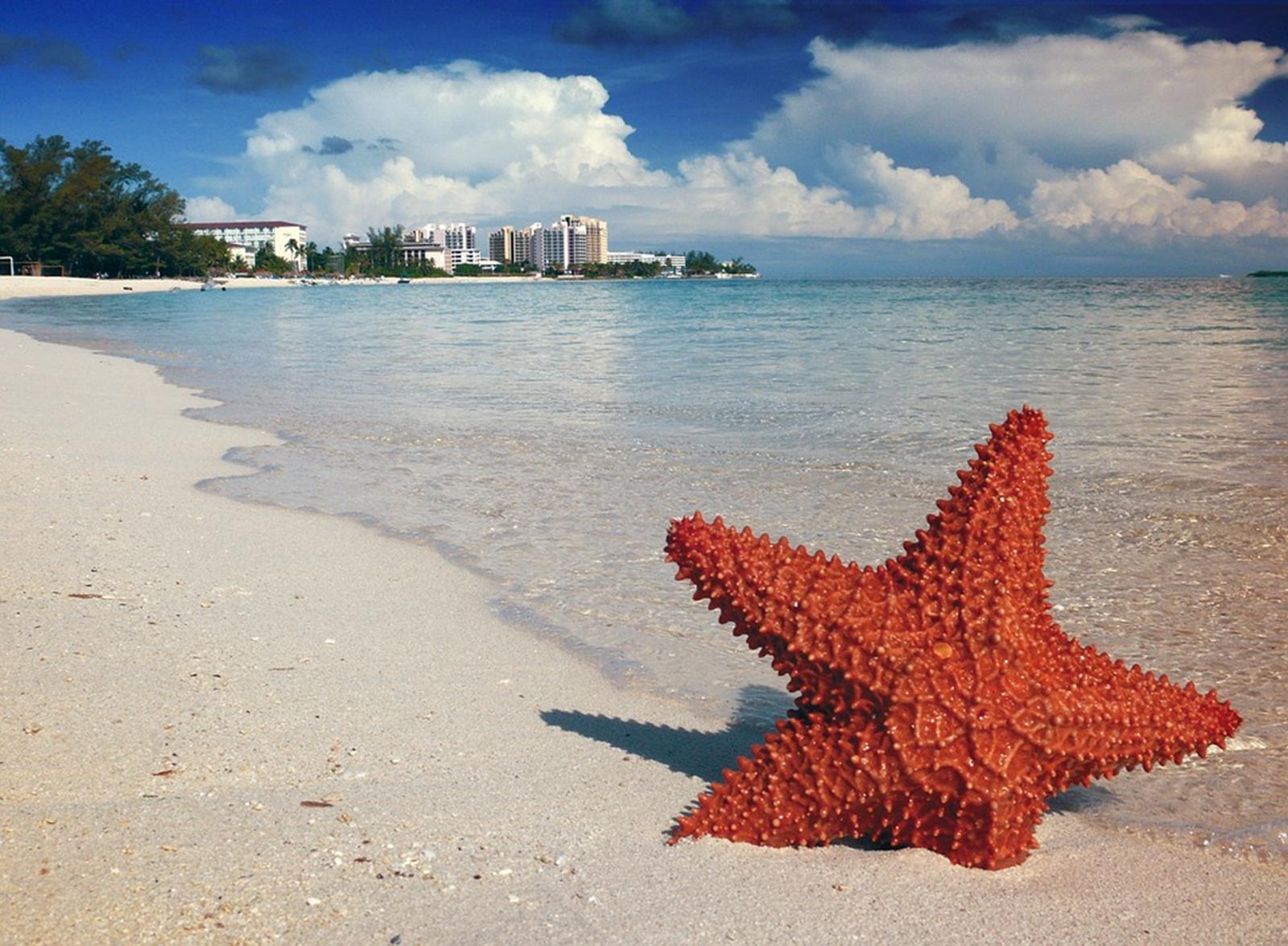 Bahamas Starfish