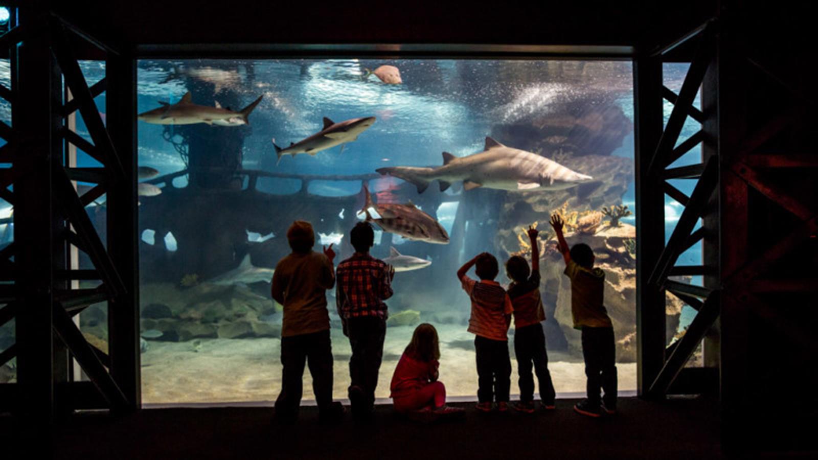 Greater Cleveland Aquarium