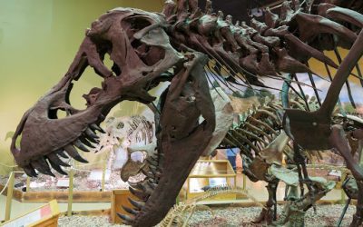 Three Places to Hunt for Dinosaurs in the Mountain West