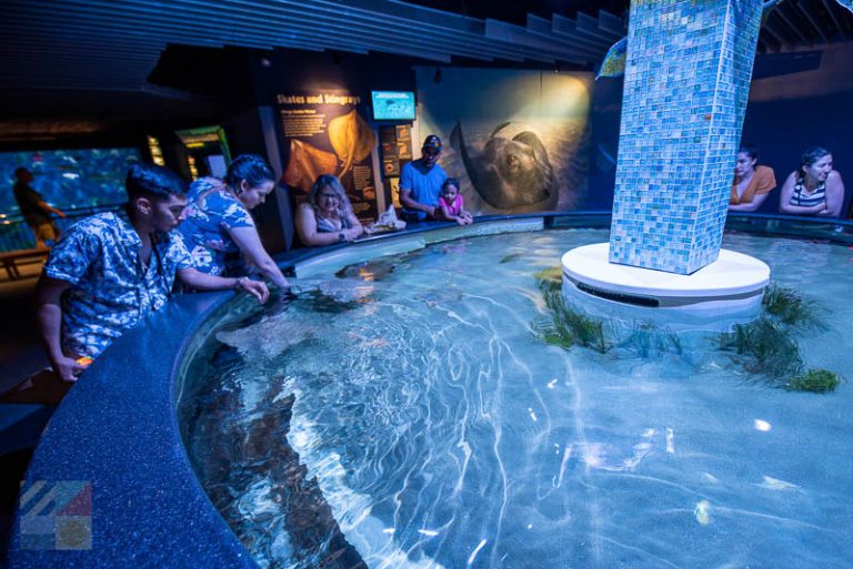 Explore Marine Biology in the Southeast with These Aquariums