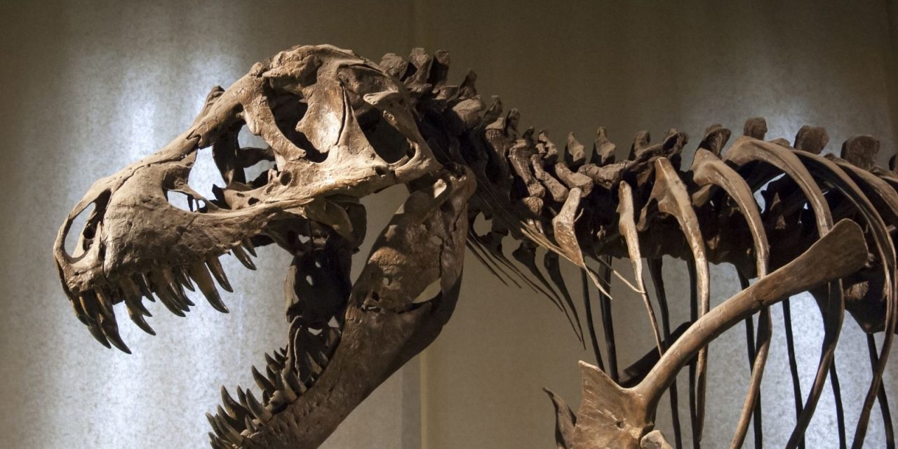 Best Museums To See Dinosaur Fossils