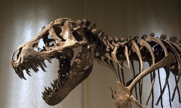 Best Museums To See Dinosaur Fossils