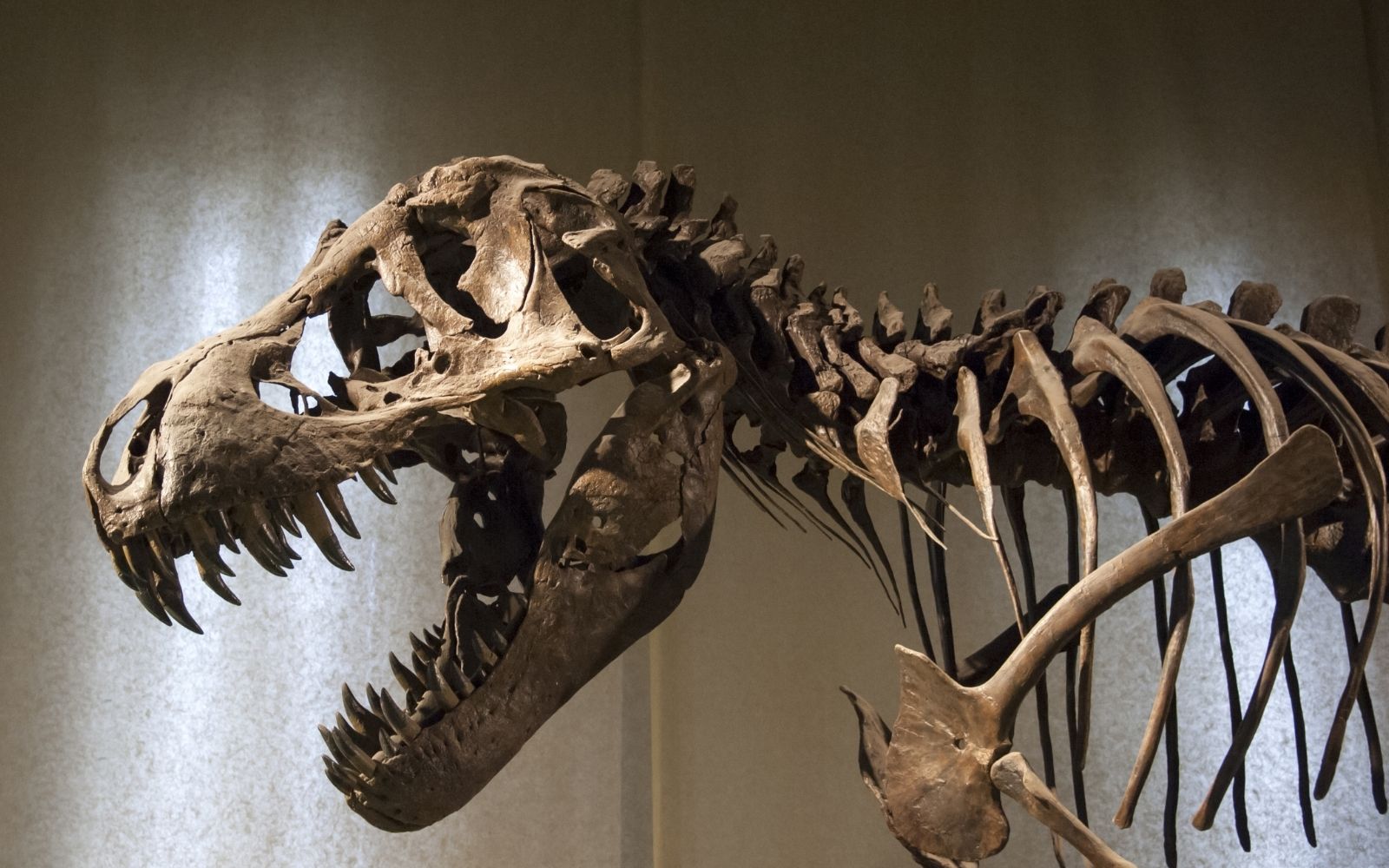 Best Museums To See Dinosaur Fossils