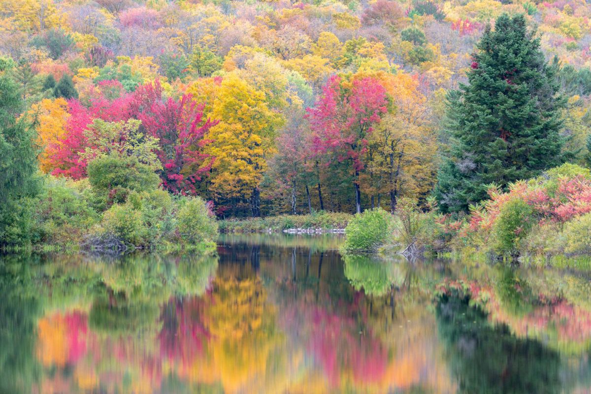 Fall foliage in New Hampshire